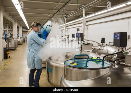 Fort Collins, Colorado - Amy gurza, un technicien des sciences biologiques, ouvre un réservoir d'azote liquide qui contient les semences et autre germoplasme à -22 deg Banque D'Images