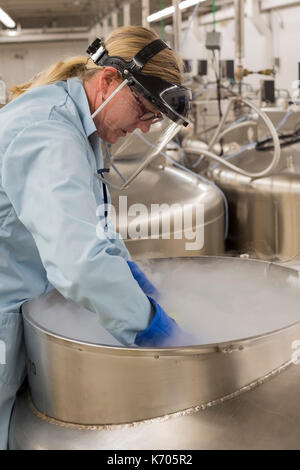 Fort Collins, Colorado - Amy gurza, un technicien des sciences biologiques, inspecte le contenu d'un réservoir d'azote liquide qui contient les graines et autres ge Banque D'Images