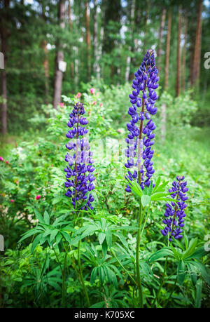 Trois fleurs de lupin bleu (Lupinus polyphyllus)ю le bois sur une distance shotю Banque D'Images