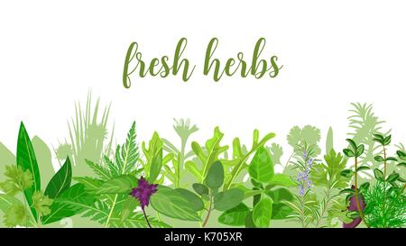 Populaires d'herbes et de fleurs réalistes avec le texte mis en couleur vert menthe, lavande, sauge, Illustration de Vecteur