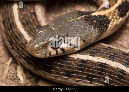 Collier Black-necked cyrtopsis couleuvre rayée (Thamnophis collaris) à partir de l'État de Sonora, au Mexique. Banque D'Images