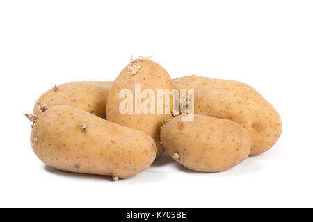 Vieille pomme aux germes isolé sur fond blanc. Banque D'Images