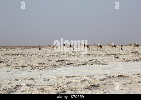 Caravane de chameaux chameaux transportant du sel Le sel dans le désert de Danakil, Afrique Ethiopie Banque D'Images