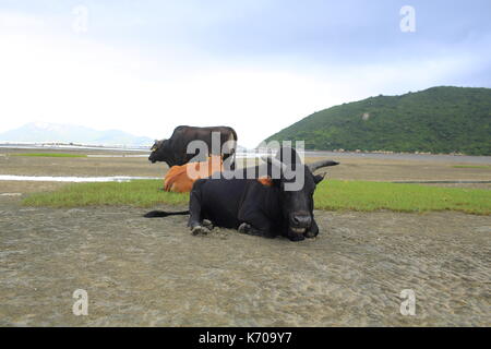 Vache errants sur l'île de Lantau à hong kong Banque D'Images
