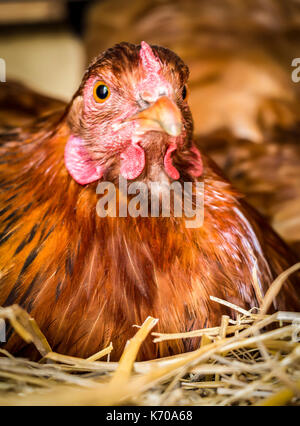 Poulet au gingembre assis à roost et couve les oeufs. Banque D'Images