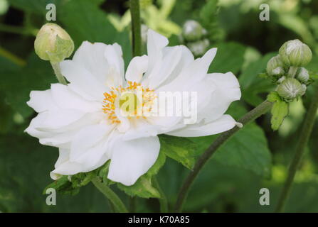 'Whirlwind' anémone du Japon (anemone x hybrida 'Whirlwind'), fleur et bud, à la fin de l'été de la frontière d'un jardin anglais, UK Banque D'Images