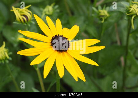 Rudbeckia fulgida sullivantii var. 'Goldsturm', également appelé-Blacked Eyed Susan, genêts en fleurs dans un jardin anglais en été, UK (Jardin Prix de mérite) Banque D'Images