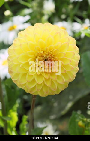 Dahlia 'Ryecroft Delight' floraison dans un jardin en été, UK Banque D'Images