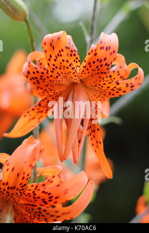 Lilium lancifolium 'Flore Pleno', également appelé tiger lily ou double-flowered diable lily, la floraison dans un jardin anglais en été Banque D'Images