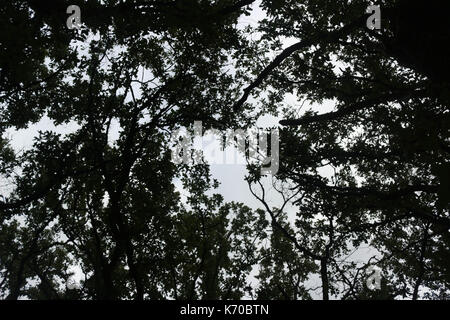 Jusqu'à à travers les arbres Banque D'Images