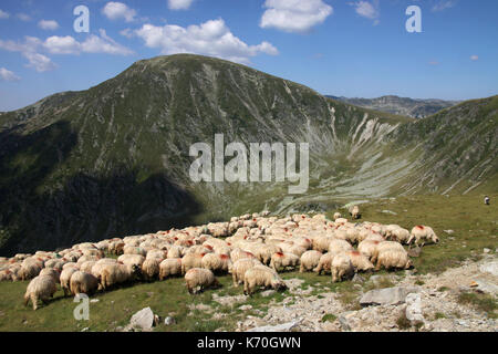 Troupeau de moutons dans les montagnes Carpates du Sud, Parang, Roumanie Banque D'Images