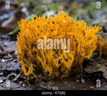 champignons Banque D'Images