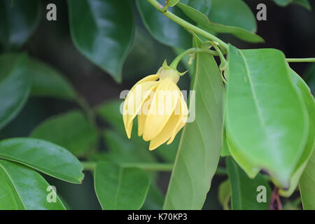 Ylang ylang fleur de couleur jaune s'épanouissent dans le jardin. Banque D'Images