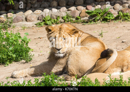 Lion fierté repose après la chasse, le lion d'Asie mâle et deux femelles Banque D'Images