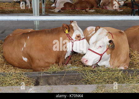 Les vaches domestiques à l'intérieur portant sur la paille de la ferme Banque D'Images