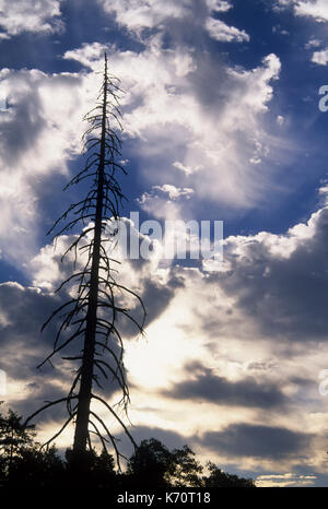 Avec les nuages, des chicots de sapin Rogue Wild & Scenic River, Rogue-Coquille National Scenic Byway, la Forêt Nationale Siskiyou, Oregon Banque D'Images