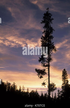 Le pin tordu (Pinus contorta) Coucher du soleil, North Fork John Day Wild & Scenic River, North Fork John jour Désert, forêt nationale d'Umatilla, Oregon Banque D'Images