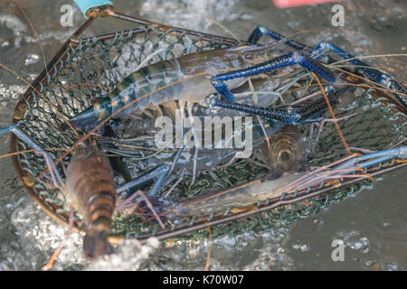 Rivière fraîche gambas ou crevettes géantes au cours du marché Banque D'Images