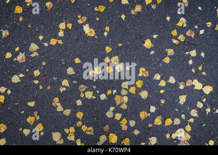 Feuilles de bouleau tombée sur une route asphaltée à l'automne, vu du dessus. Banque D'Images