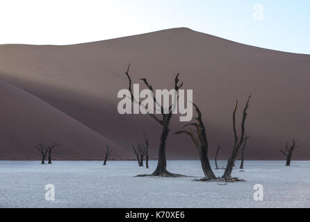 Camelthorn morts Arbres et dunes rouges à Deadvlei, Sossusvlei, Namib-Naukluft National Park, Namibie Banque D'Images