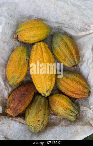 Cameroun, Penja, DjombŽ, plantation de cacao, les cabosses de cacao (Theobroma cacao) Banque D'Images