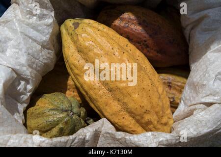 Cameroun, Penja, DjombŽ, plantation de cacao, les cabosses de cacao (Theobroma cacao) Banque D'Images