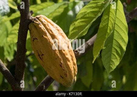 Cameroun, Penja, DjombŽ, récolte de cacao, plantation de cacao, les cabosses de cacao (Theobroma cacao) Banque D'Images