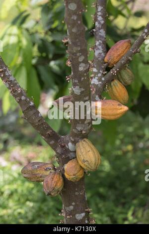 Cameroun, Penja, DjombŽ, plantation de cacao, les cabosses de cacao (Theobroma cacao) Banque D'Images