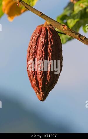 Cameroun, Penja, DjombŽ, plantation de cacao, les cabosses de cacao (Theobroma cacao) Banque D'Images