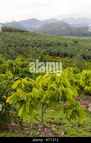 Cameroun, Penja, DjombŽ, plantation de cacao, le cacao (Theobroma cacao) Banque D'Images