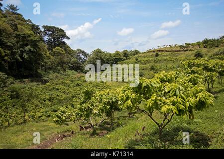 Cameroun, Penja, DjombŽ, plantation de cacao, le cacao (Theobroma cacao) Banque D'Images