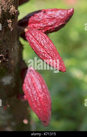 Cameroun, Penja, DjombŽ, plantation de cacao, les cabosses de cacao (Theobroma cacao) Banque D'Images