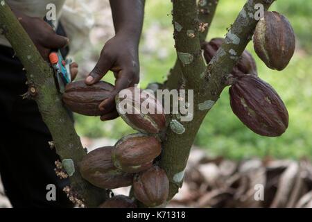 Cameroun, Penja, DjombŽ, récolte de cacao, plantation de cacao, les cabosses de cacao (Theobroma cacao) Banque D'Images