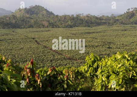 Cameroun, Penja, DjombŽ, plantation de cacao, le cacao (Theobroma cacao) Banque D'Images