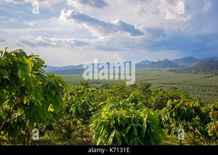 Cameroun, Penja, DjombŽ, plantation de cacao, le cacao (Theobroma cacao) Banque D'Images