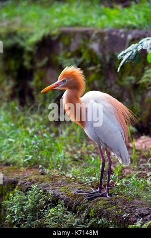 L'INDONÉSIE, Bali, Ubud, Stork ou Kokokan oiseau dans le village de Petulu Banque D'Images