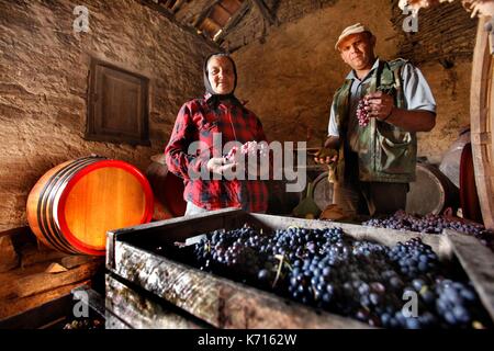 La Serbie, Rogljevo, préparer leurs vins vignerons serbe Banque D'Images