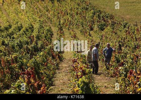 La Serbie, Rogljevo, Estelle et Cyrille Bongiraud dans les vignobles de Negotinska Krajina Banque D'Images