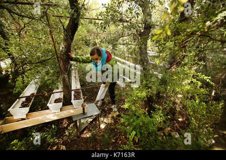 La France, l'Hérault, Puechabon, Seline Martin Blangy, scientifique sur l'impact du changement climatique, collecte les couchées sur les arbres pour estimer la biomasse produite par la forêt. C'est un géant de laboratoire bouchon pluie, dans la forêt de Puechabon chercheurs CNRS soumettre les parcelles de chênes verts à l'absence d'eau Banque D'Images