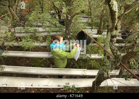 La France, l'Hérault, Puechabon, Seline Martin Blangy, scientifique sur l'impact du changement climatique, collecte les couchées sur les arbres pour estimer la biomasse produite par la forêt. C'est un géant de laboratoire bouchon pluie, dans la forêt de Puechabon chercheurs CNRS soumettre les parcelles de chênes verts à l'absence d'eau Banque D'Images