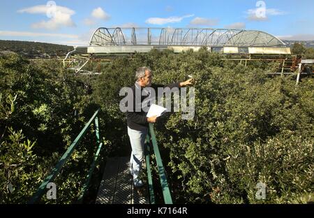 La France, l'Hérault, Puechabon, Jean Marc Ourcival site directeur, contrôle les capteurs de CO2. C'est un bouchon géant, laboratoire de la pluie dans la forêt de chercheurs CNRS Puechabon soumettre les parcelles de chênes verts à l'absence d'eau Banque D'Images