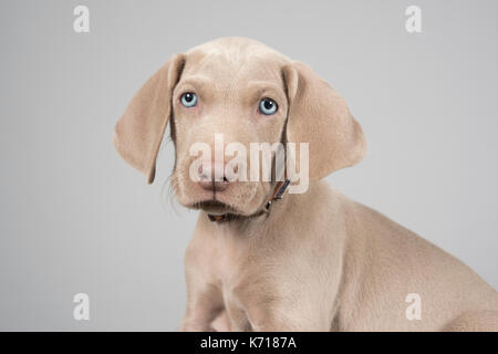 Portrait d'un chiot Weimaraner au Royaume-Uni. Banque D'Images