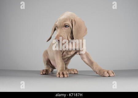 Portrait d'un chiot Weimaraner au Royaume-Uni. Banque D'Images