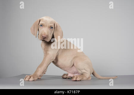 Portrait d'un chiot Weimaraner au Royaume-Uni. Banque D'Images