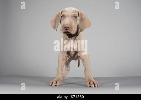 Portrait d'un chiot Weimaraner au Royaume-Uni. Banque D'Images