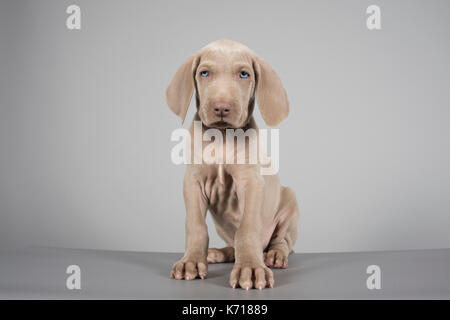 Portrait d'un chiot Weimaraner au Royaume-Uni. Banque D'Images