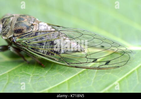 Détail macro image d'un chien-journée (Neotibicen cicada canicularis) sur une feuille verte Banque D'Images