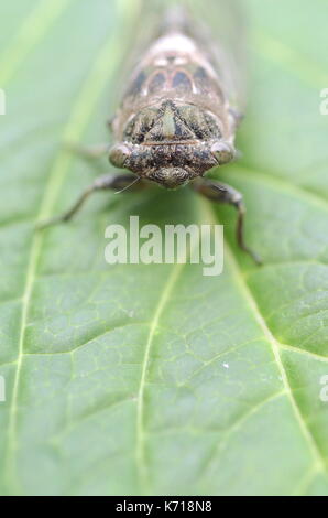 Détail macro image d'un chien-journée (Neotibicen cicada canicularis) sur une feuille verte Banque D'Images