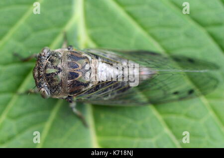 Détail macro image d'un chien-journée (Neotibicen cicada canicularis) sur une feuille verte Banque D'Images