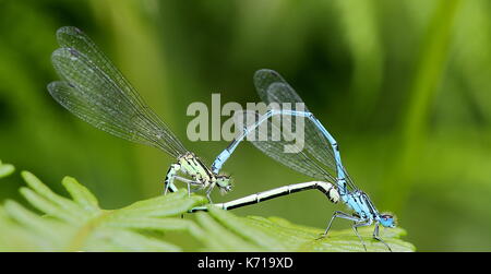 L'accouplement de demoiselles sur bracken Banque D'Images